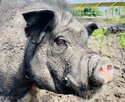 Horticulture and animal care at The Farm